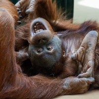 Orang Utan