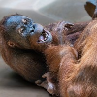 Orang Utan