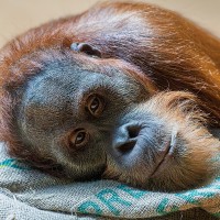 Orang Utan