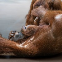 Orang Utan