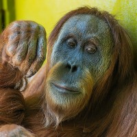 Orang Utan