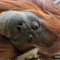 Orang Utan