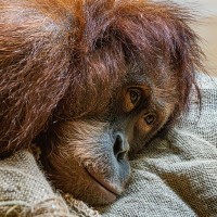 Orang Utan