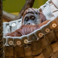 Orang Utan