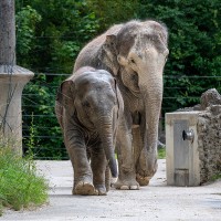 Asiatischer Elefant