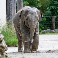 Asiatischer Elefant, Junges
