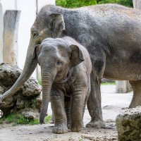 Asiatischer Elefant, Junges