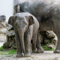 Asiatischer Elefant, Junges