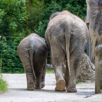 Asiatischer Elefant, Junges