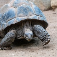 Galapagos-Schildkr&ouml;te