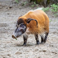 Pinselohrschwein