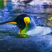 K&ouml;nigspinguin