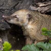 Nasenb&auml;r