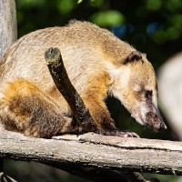 Nasenb&auml;r