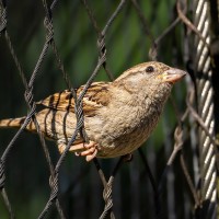 Ein Spatz!
