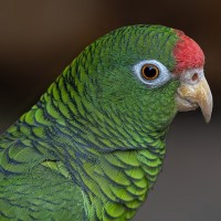 Tucumanamazone