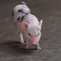Mini-Schwein