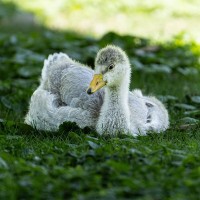 Schwarzhals-Schwan, K&uuml;ken