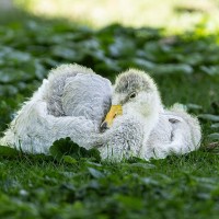 Schwarzhals-Schwan, K&uuml;ken