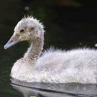 Schwarzhals-Schwan, K&uuml;ken