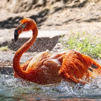 Kuba-Flamingo