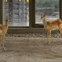 Wei&szlig;nacken-Moorantilope - hier im Giraffenhaus