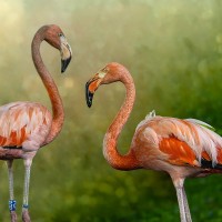 Kuba-Flamingos