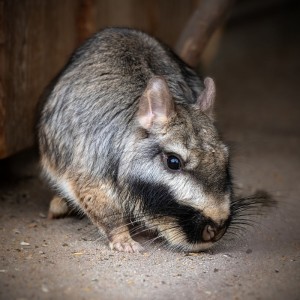 Flachland-Viscacha