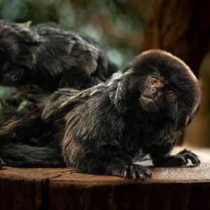 Schwarzer Springtamarin