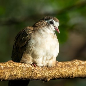 Tamburin-T&auml;ubchen
