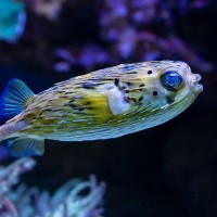 Kugelfisch, Igelfisch