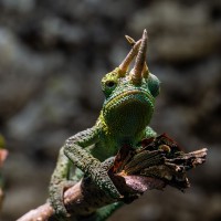 Dreihorn-Cham&auml;leon