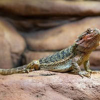 Streifenk&ouml;pfige Bartagame