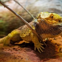 Streifenk&ouml;pfige Bartagame