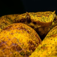 Schlegels Lanzenotter