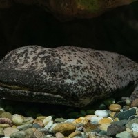 Chinesischer Riesensalamander