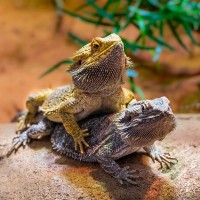 Streifenk&ouml;pfige Bartagame