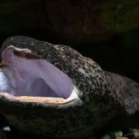 Chinesischer Riesensalamander