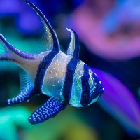 Banggai-Kardinalbarsch