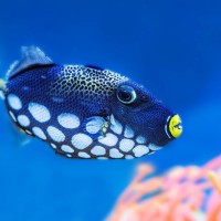 Leopard-Dr&uuml;ckerfisch