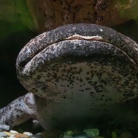Chinesischer Riesensalamander