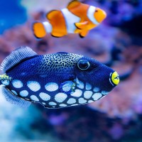 Leopard-Dr&uuml;ckerfisch und Clownfisch