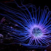 Seeanemone