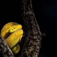 Schlegels Lanzenotter