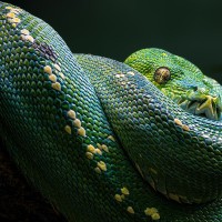 Gr&uuml;ner Baumpython