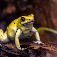 Schrecklicher Pfeilgiftfrosch