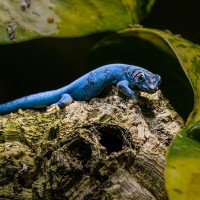 T&uuml;rkiser Zwerggecko