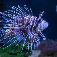 Pazifischer Rotfeuerfisch