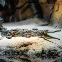 Australisches S&uuml;&szlig;wasserkrokodil