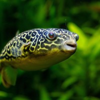 Goldringel-Kugelfisch